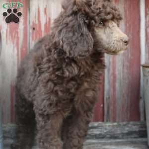 LORENZO- moyen, Standard Poodle Puppy