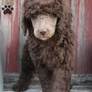 LORENZO- moyen, Standard Poodle Puppy