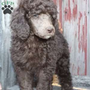 LORENZO- moyen, Standard Poodle Puppy