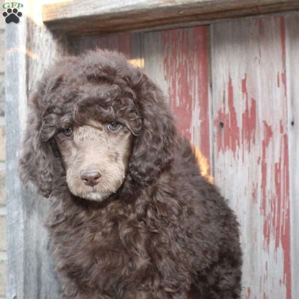 LORENZO- moyen, Standard Poodle Puppy