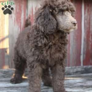 LORENZO- moyen, Standard Poodle Puppy