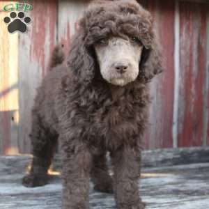 LORENZO- moyen, Standard Poodle Puppy