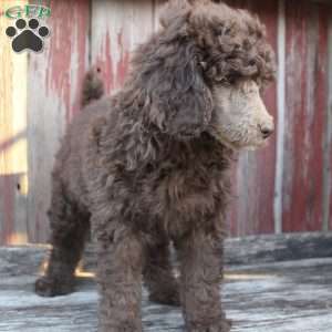 LORENZO- moyen, Standard Poodle Puppy