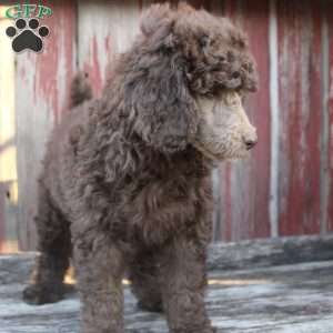 LORENZO- moyen, Standard Poodle Puppy