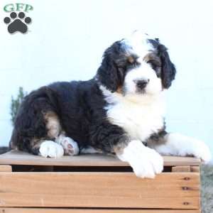 Kyler, Bernedoodle Puppy