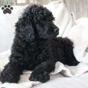 OSWALD- moyen, Standard Poodle Puppy