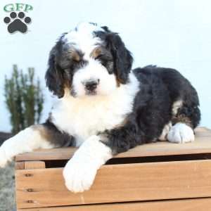 Kyler, Bernedoodle Puppy