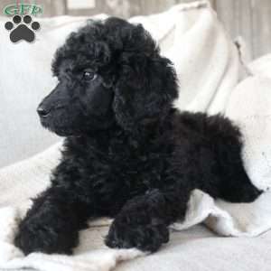 OSWALD- moyen, Standard Poodle Puppy