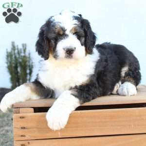 Kyler, Bernedoodle Puppy