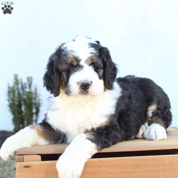 Kyler, Bernedoodle Puppy