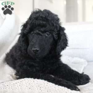 OSWALD- moyen, Standard Poodle Puppy