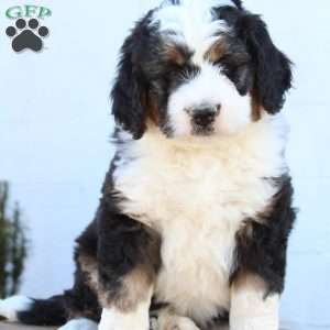 Kyler, Bernedoodle Puppy