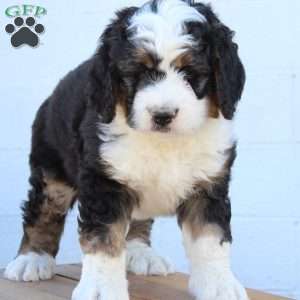 Kyler, Bernedoodle Puppy