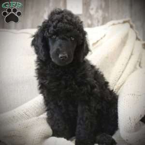 OSWALD- moyen, Standard Poodle Puppy