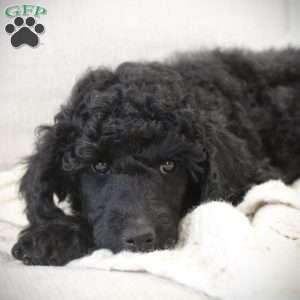 OSWALD- moyen, Standard Poodle Puppy