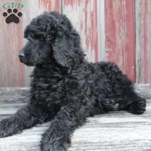 OSWALD- moyen, Standard Poodle Puppy