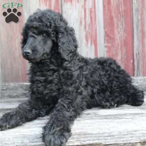 OSWALD- moyen, Standard Poodle Puppy