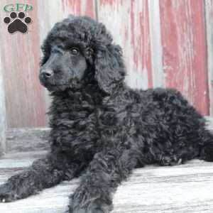 OSWALD- moyen, Standard Poodle Puppy