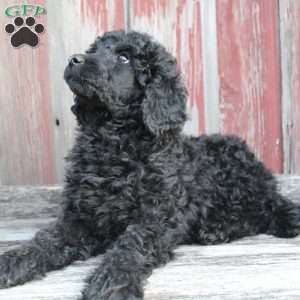 OSWALD- moyen, Standard Poodle Puppy