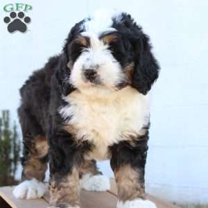 Karter, Bernedoodle Puppy