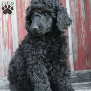 OSWALD- moyen, Standard Poodle Puppy