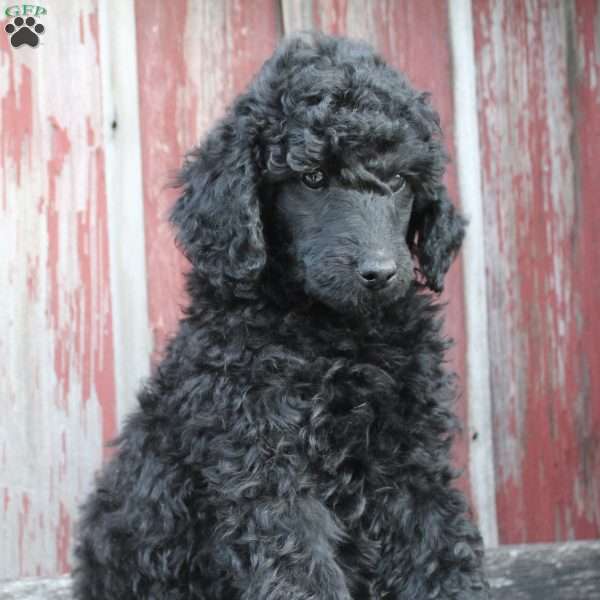 OSWALD- moyen, Standard Poodle Puppy