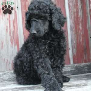 OSWALD- moyen, Standard Poodle Puppy