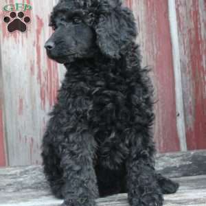 OSWALD- moyen, Standard Poodle Puppy