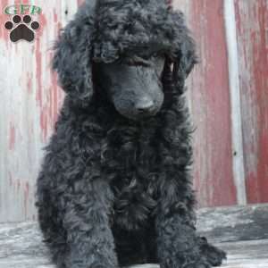 OSWALD- moyen, Standard Poodle Puppy