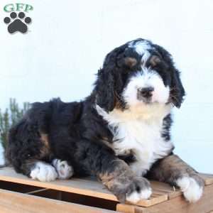 Kolby, Bernedoodle Puppy