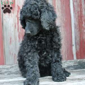 OSWALD- moyen, Standard Poodle Puppy