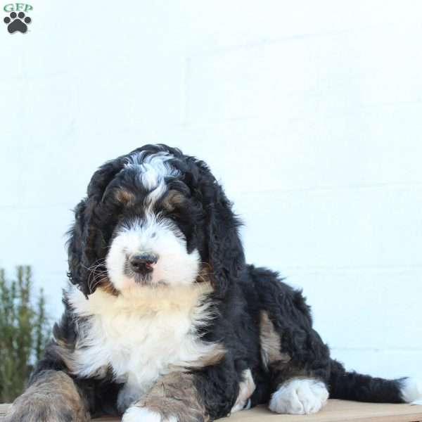 Kolby, Bernedoodle Puppy