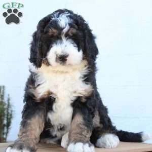 Kolby, Bernedoodle Puppy