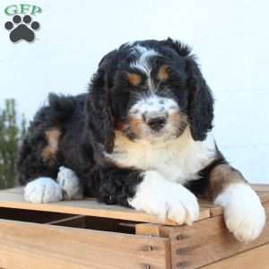 Kenna, Bernedoodle Puppy