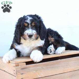 Kenna, Bernedoodle Puppy