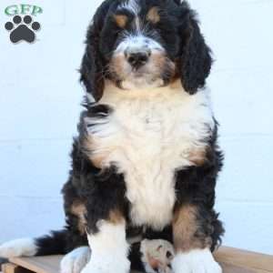 Kenna, Bernedoodle Puppy