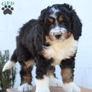 Kenna, Bernedoodle Puppy