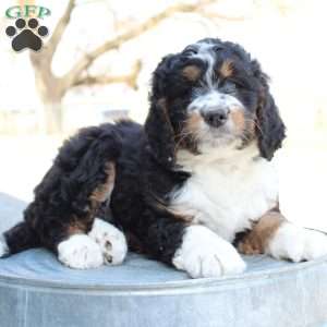 Kenna, Bernedoodle Puppy