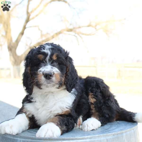 Kenna, Bernedoodle Puppy