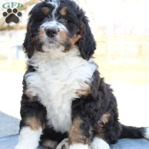 Kenna, Bernedoodle Puppy