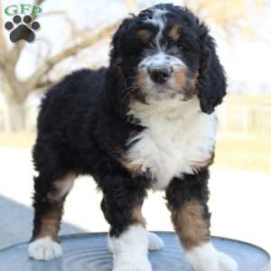 Kenna, Bernedoodle Puppy