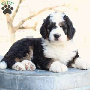 Kyler, Bernedoodle Puppy