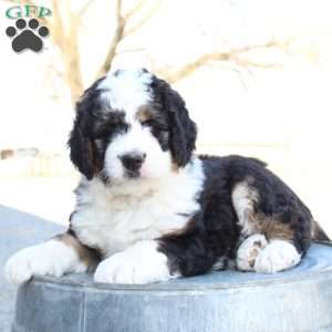 Kyler, Bernedoodle Puppy