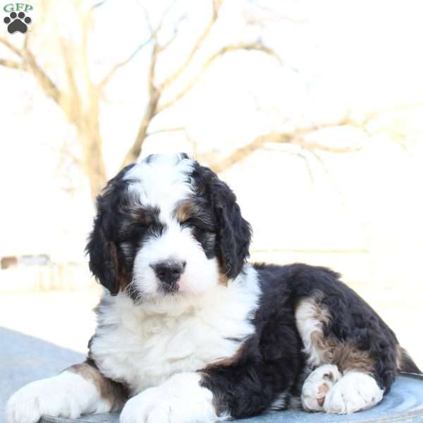 Kyler, Bernedoodle Puppy