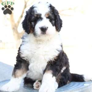 Kyler, Bernedoodle Puppy