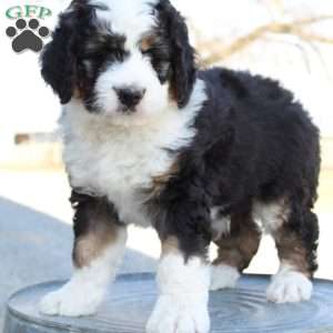 Kyler, Bernedoodle Puppy