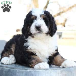 Karter, Bernedoodle Puppy