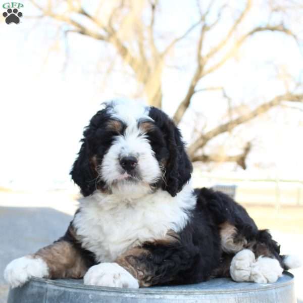 Karter, Bernedoodle Puppy