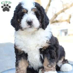 Karter, Bernedoodle Puppy