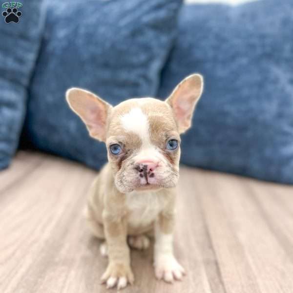 Molly, French Bulldog Puppy